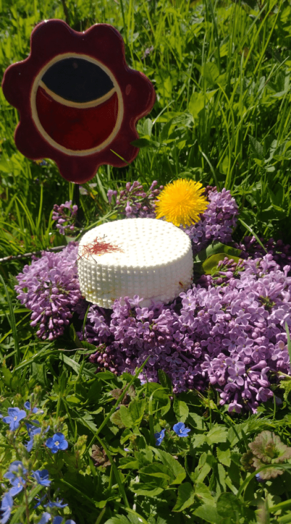 Goat cheese with saffron from Pawłowice