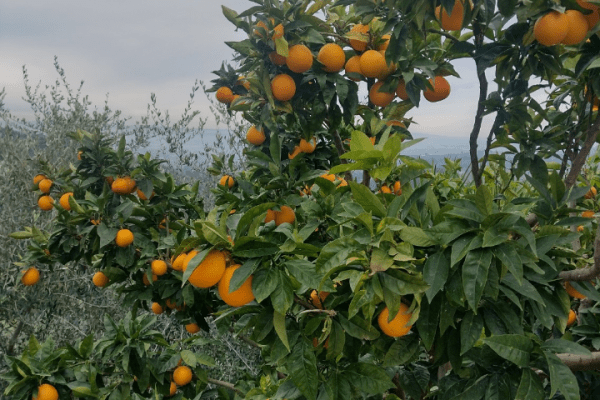 Drzewko pomarańczowe.