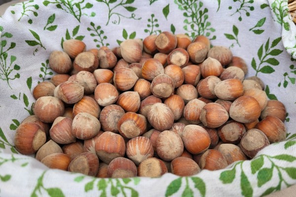 Hazelnuts in shell 3