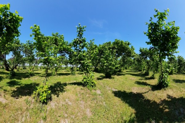 Widok na sad